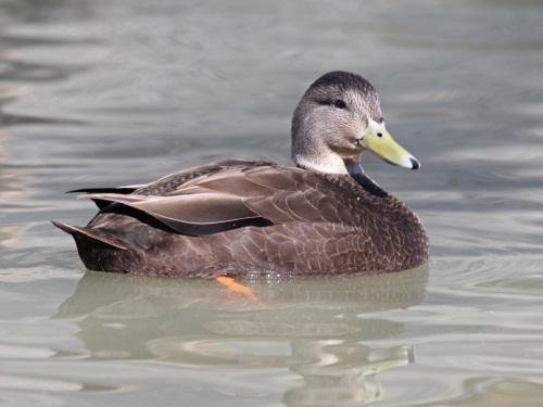 /media/55143/american_black_duck_male_rwd1.jpg